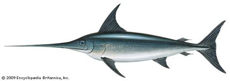 sword fish in tagalog|Pangunahing katangian ng swordfish .